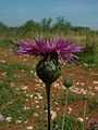 Centaurea scabiosa1.jpg