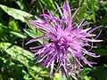 Centaurea scabiosa a1.jpg