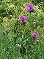 Centaurea scabiosa flower.jpg