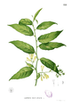 Cestrum nocturnum Blanco1.151.png