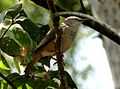 Chestnut-tailed Starling Chikmagalur.JPG