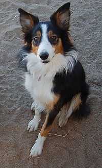 Tricolour Border Collie