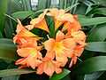 Clivia miniata1.jpg