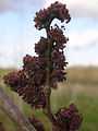 Columella flowers.jpg