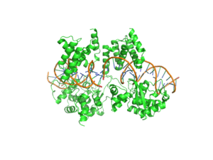 Structure of a Cre Recombinase Dimer bound to its substrate DNA.