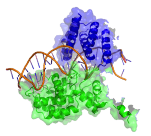 Cartoon model of Cre Recombinase bound to its substrate (DNA).  A side view