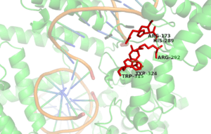 Cartoon model of Cre Recombinase Active site.The enzyme is bound to its substrate (DNA).