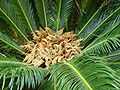 Cycas revoluta004.jpg