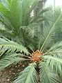 Cycas revoluta02.jpg