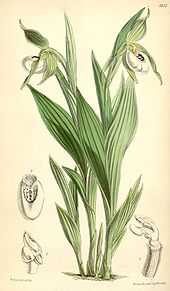 Cypripedium candidum.jpg