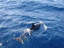 Overhead photo of whale at surface