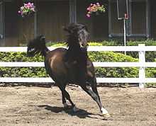 dark bay (brown) horse, running toward the camera