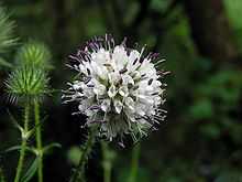 Dipsacus pilosus flowerhead