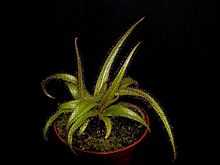 A single cultivated plant in a round red pot against a black background. Green leaves, covered in red tentacles along the entire surface of the leaves, emerge from a common point just above the moss-covered soil. Leaves taper to a point and are arranged in a whorl around the center of the plant.