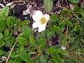 Dryas octopetala Liechtenstein.jpg