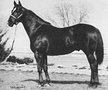 A black-and-white photo of a standing, dark-colored horse in a halter. Horse's body is sideways to the camera, but his head is turned to face the camera. There is a large white marking on his forehead.