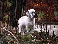 Puppy with colours not fully developed