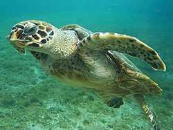 Photo of swimming turtle