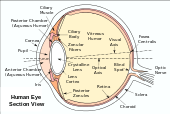 The section of the eye with labelled anatomy