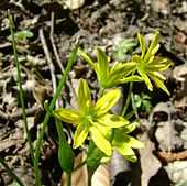 umbells of yellow flowers with a perianth of 6 free segments 10–13 (15) mm long, linear-lanceolate, obtuse, yellow inside and greenish-yellow outside with greenish margins