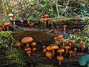 A few dozen brownish-orange mushrooms of various sizes growing on a rotted log covered with moss. The caps of the mushrooms are rolled inwards, and rest on stems that range in color from whitish to light orange-brown. Several of the stems have small, dark orange rings near the top.