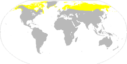 Red-throated Loons breed in the northern regions of North America and Eurasia.