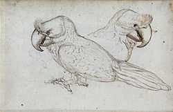 Sketch of two Broad-billed Parrots