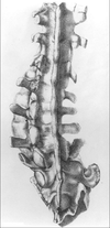 Gideon Mantell's Spine