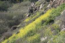 Photograph of a steep slope.