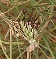 Grevillea roadverge-3.JPG