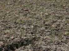 Video of Grey-Headed Lapwing (Vanellus Cinereus) taken in Gifu Prefecture, Japan.