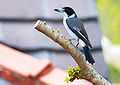 Grey butcherbird (Funnell).jpg