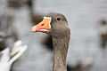 Greylag Goose.JPG