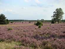 Lüneburg Heath