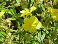 Helianthemum nummularifolium0.jpg