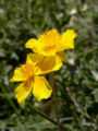 Helianthemum nummularium2.JPG