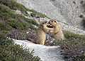 Himalayan marmots.jpg