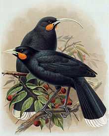 Illustration of two birds on a tree branch