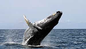 Photo of whale with head in the air and two-thirds of its body out of the water, falling onto its back