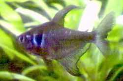 Male Black Phantom Tetra in an aquarium