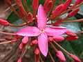 Ixora coccinea.jpg