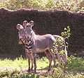 Jackson Zoo Zebras.jpg