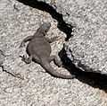 Juvenile common chuckwalla.jpg