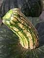 Kabocha Peduncle 18September2005.JPG