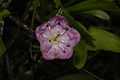 Kalmia microphylla 0600.JPG