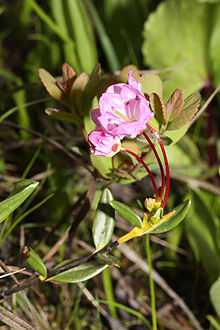 Kalmia microphylla 0602.JPG