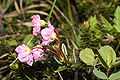 Kalmia microphylla 0605.JPG