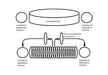 Illustration of location of protein replication complex to kinetoplast and migration of minicirlces to protein complex.