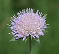 Knautia arvensis2.jpg