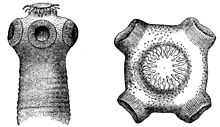 Diagram illustrating the head of the pork tapeworm, Taenia solium